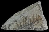 Pennsylvanian Fossil Fern (Lyginopteris) - Alabama #112757-1